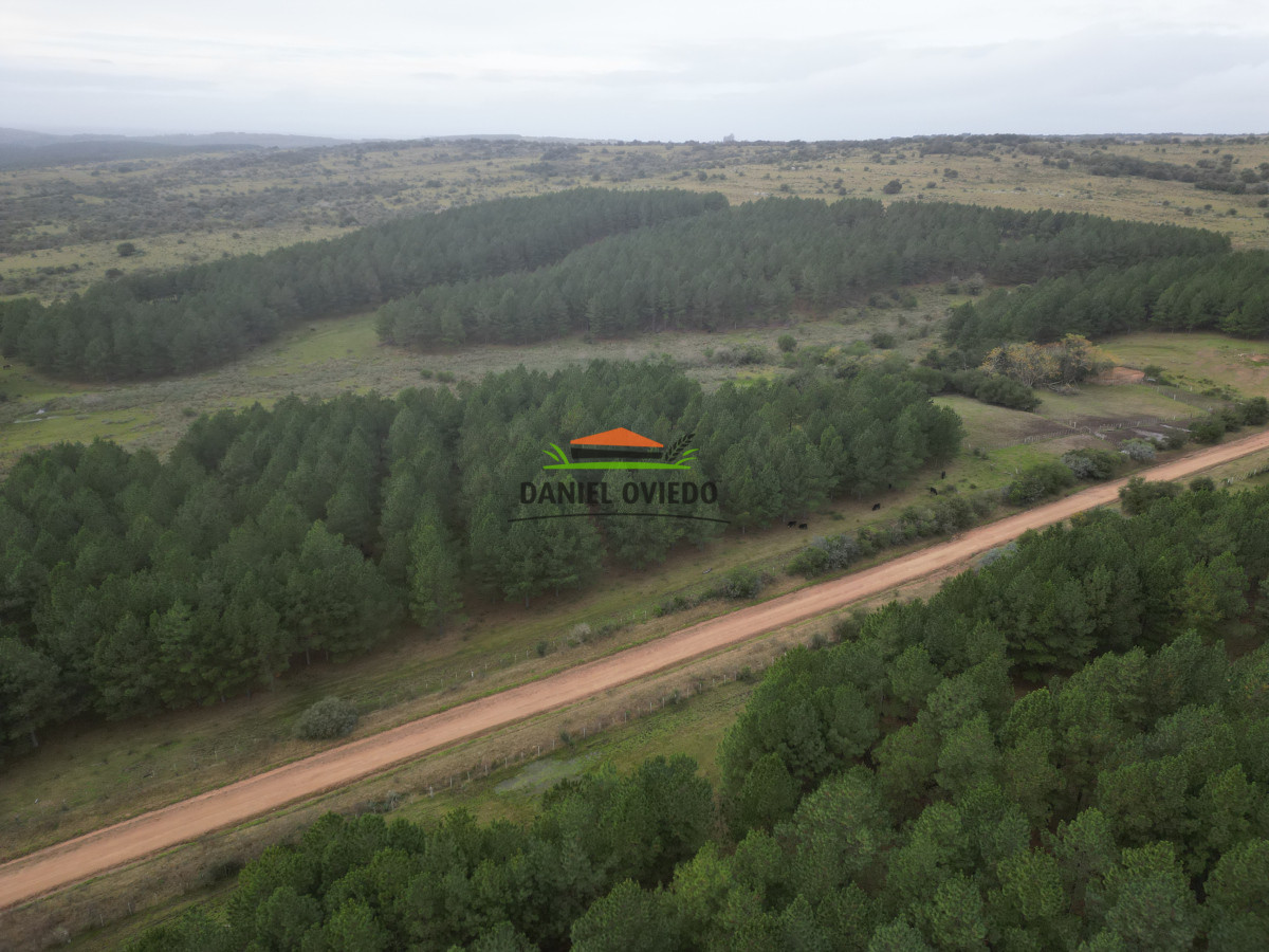 Campo Ref.248/2.362-hás-con-montes-de-Pinos-en-venta-en-Cerro-Largo. - 2.362 hás con montes de Pinos en venta en Cerro Largo.