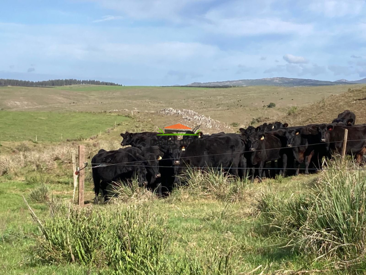 Campo Ref.354/Establecimiento-completo-campo-criador,-ganadero-en-venta-de-302-has. - Establecimiento completo campo criador, ganadero en venta de 302 has.