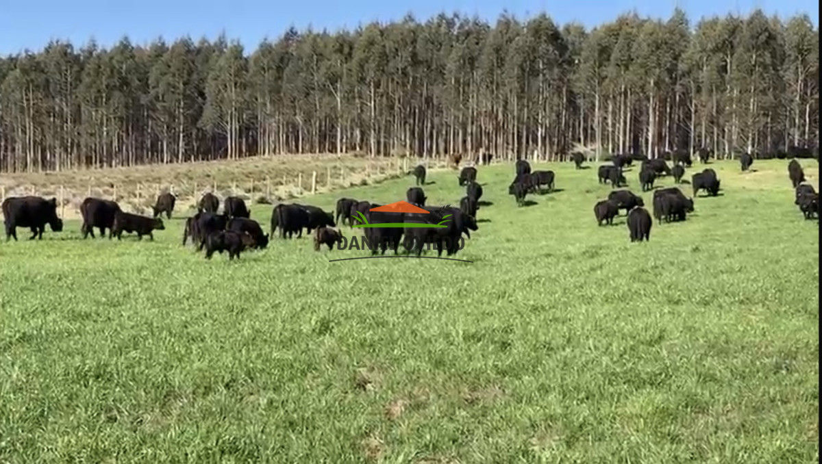 Campo Ref.354/Establecimiento-completo-campo-criador,-ganadero-en-venta-de-302-has. - Establecimiento completo campo criador, ganadero en venta de 302 has.