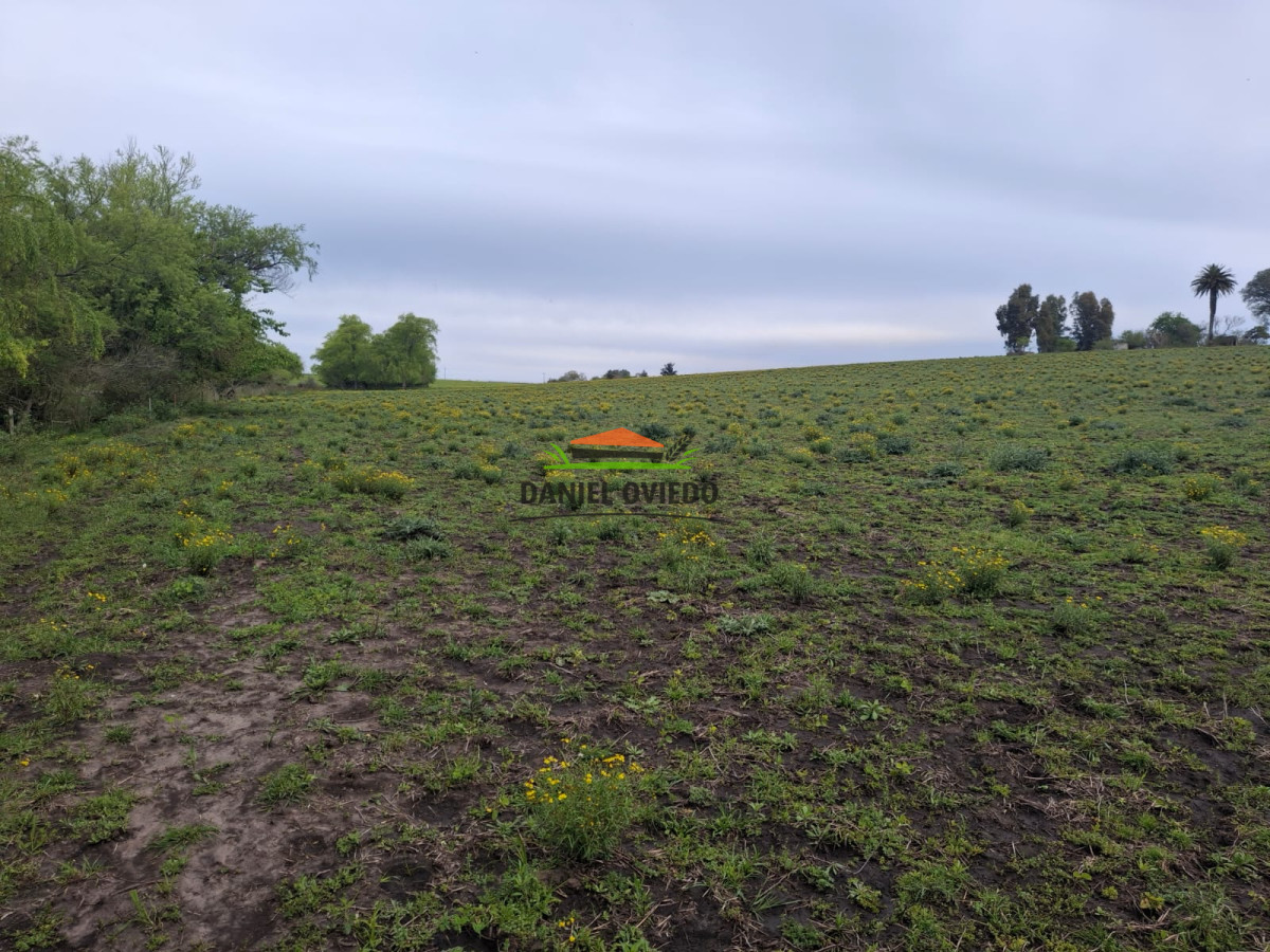 Campo Ref.273/Muy-buen-campo-en-venta-en-Las-Flores-con-renta-asegurada. - Muy buen campo en venta en Las Flores con renta asegurada.