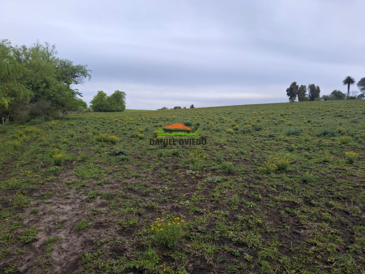 Campo Ref.273/Muy-buen-campo-en-venta-en-Las-Flores-con-renta-asegurada. - Muy buen campo en venta en Las Flores con renta asegurada.