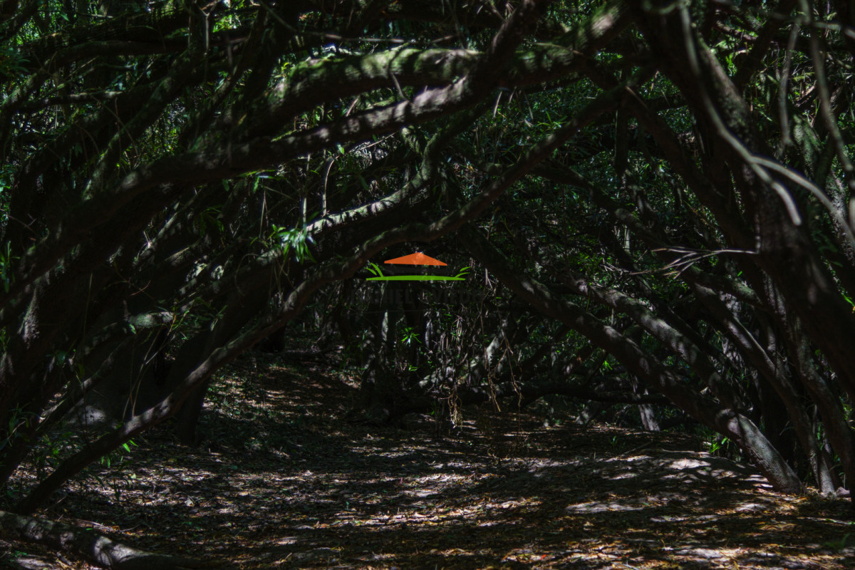 Campo Ref.327/Campo-con-Olivos-de-320-has-en-venta-en-Maldonado. - Campo con Olivos de 320 has en venta en Maldonado.