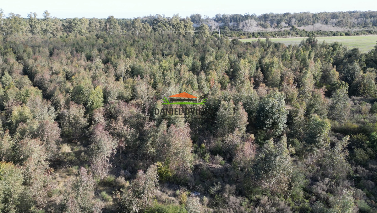 Campo Ref.235/Campo-agrícola-de-23.8-has-próximo-a-balneario-Artilleros. - Campo agrícola de 23.8 has próximo a balneario Artilleros.
