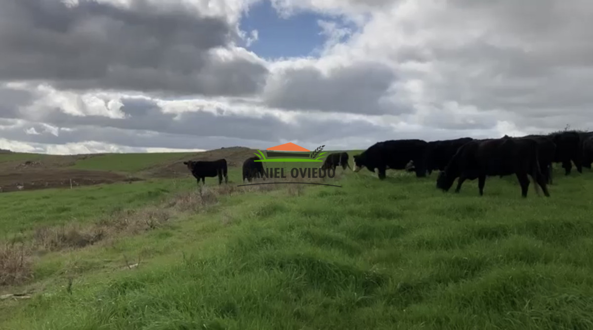 Campo Ref.354/Establecimiento-completo-campo-criador,-ganadero-en-venta-de-302-has. - Establecimiento completo campo criador, ganadero en venta de 302 has.