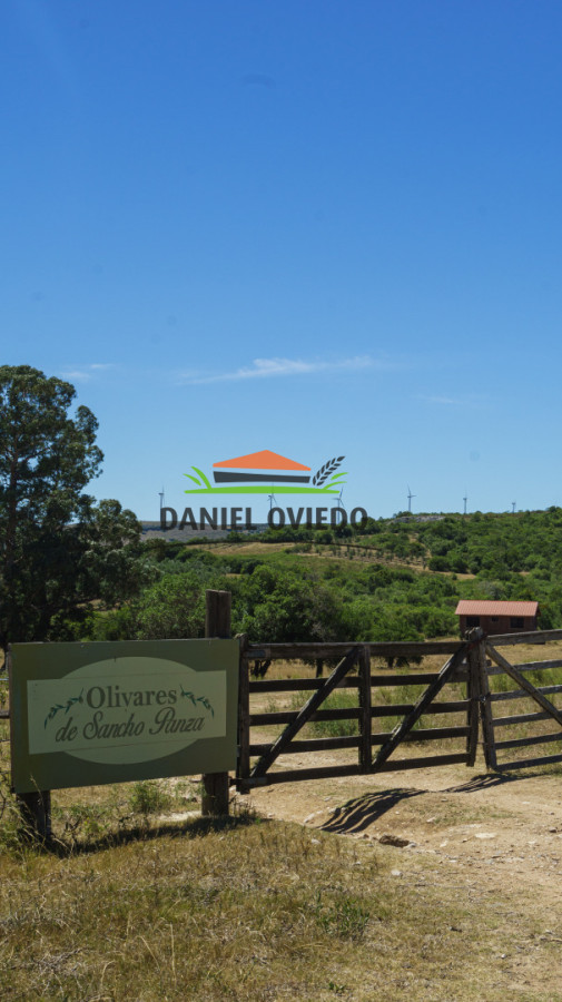 Campo Ref.327/Campo-con-Olivos-de-320-has-en-venta-en-Maldonado. - Campo con Olivos de 320 has en venta en Maldonado.