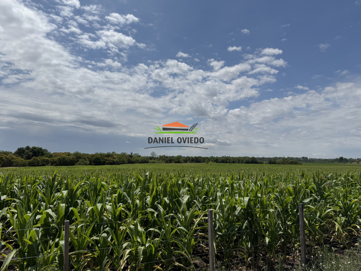 Campo Ref.336/Campo-agr - Campo agrícola de 18,9 hás con renta anual - Nueva Helvecia