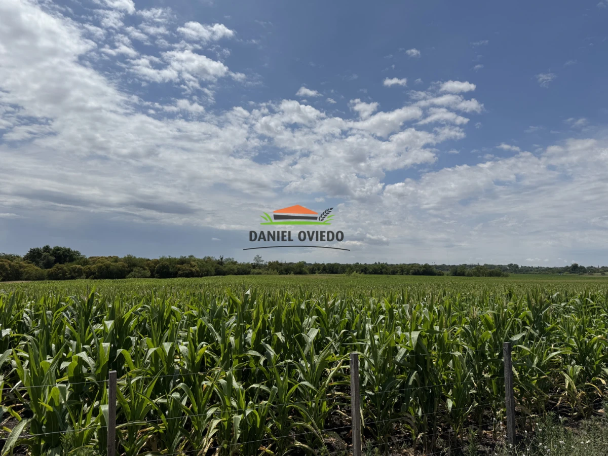 Campo Ref.336/Campo-agr - Campo agrícola de 18,9 hás con renta anual - Nueva Helvecia