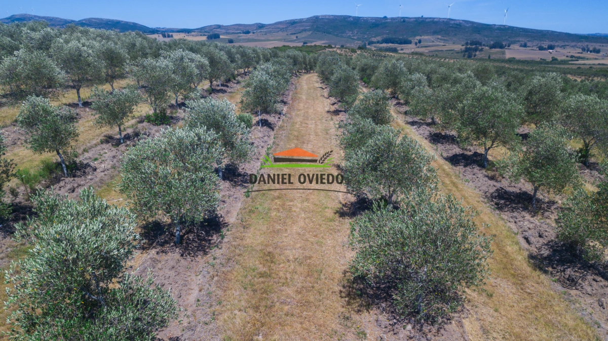 Campo Ref.330/Campo-con-Olivos-de-166-has-en-venta-en-Maldonado. - Campo con Olivos de 166 has en venta en Maldonado.