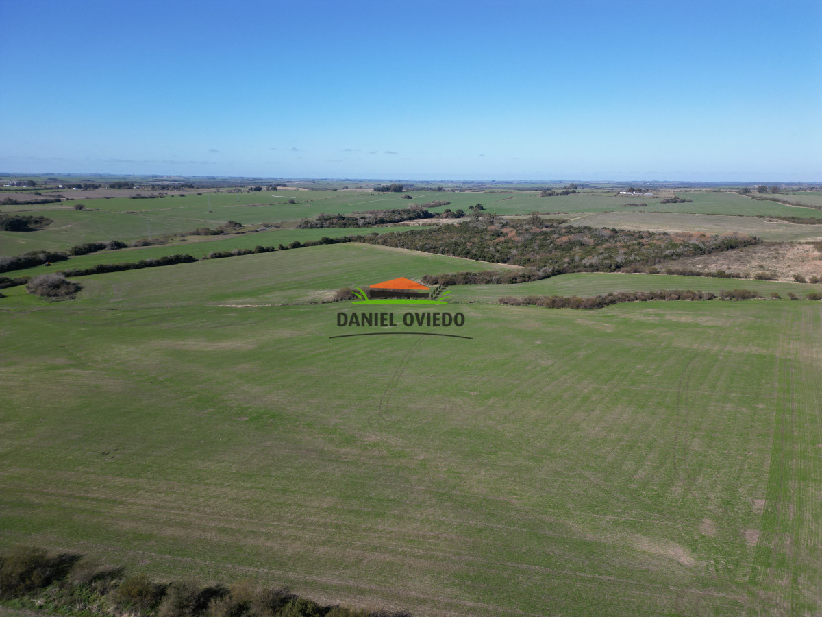 Campo Ref.244/Excelente-campo-agrícola-en-venta-en-Víboras,-Carmelo. - Excelente campo agrícola en venta en Víboras, Carmelo.