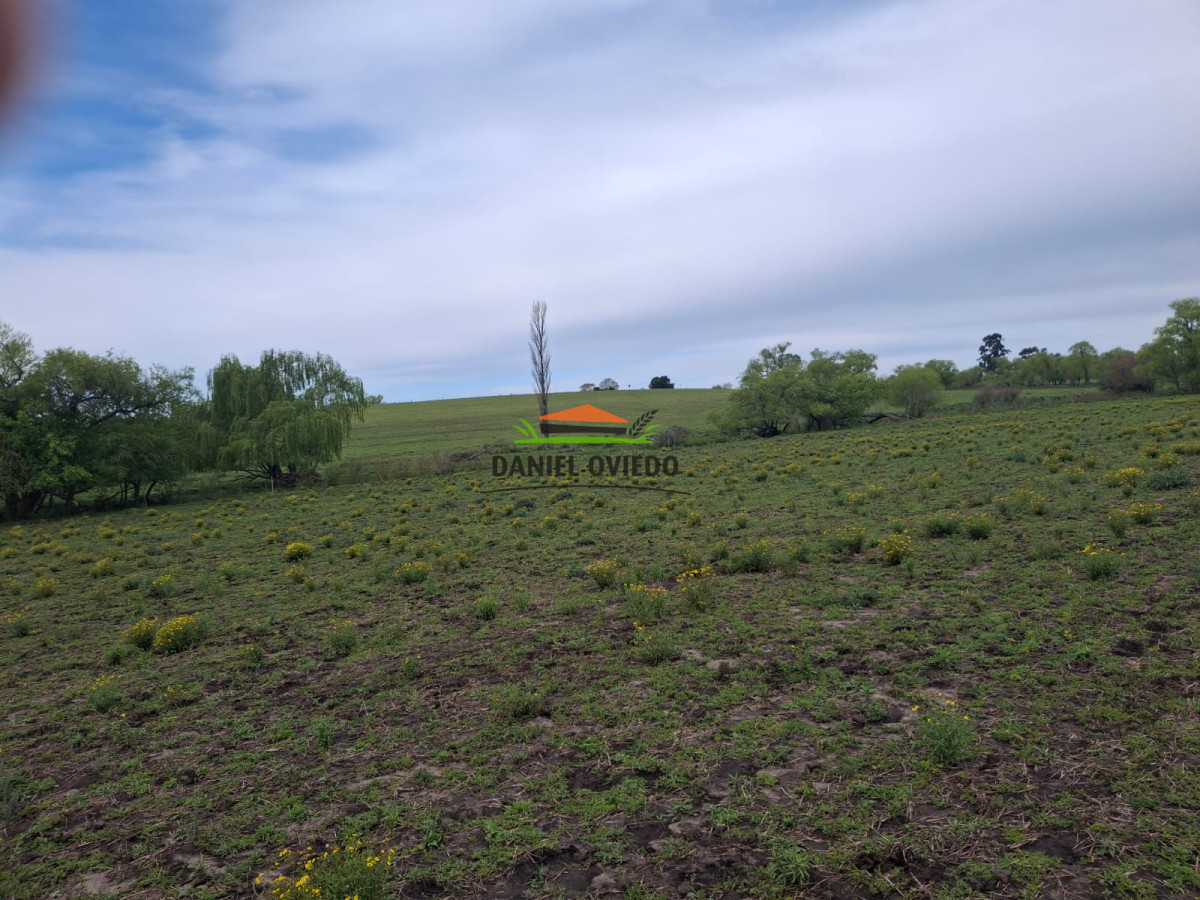 Campo Ref.273/Muy-buen-campo-en-venta-en-Las-Flores-con-renta-asegurada. - Muy buen campo en venta en Las Flores con renta asegurada.