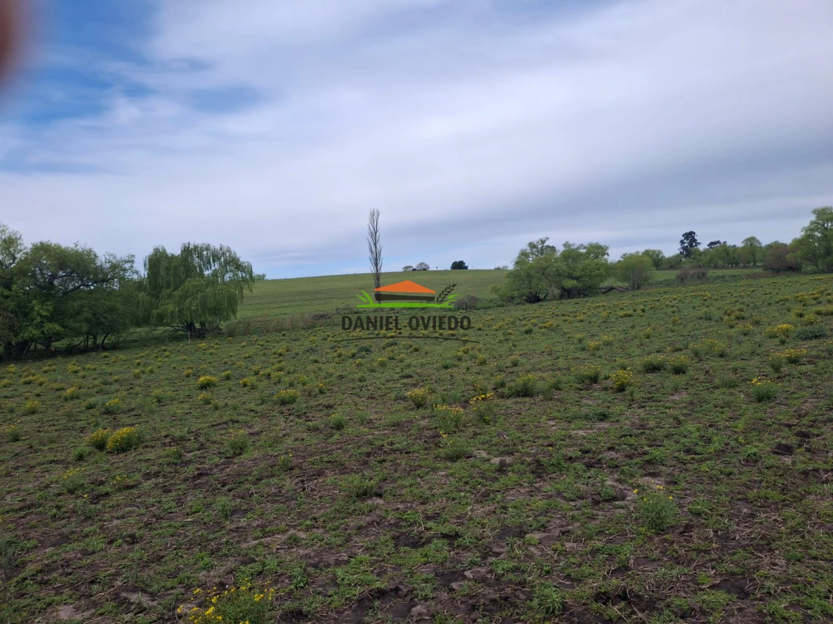 Campo Ref.273/Muy-buen-campo-en-venta-en-Las-Flores-con-renta-asegurada. - Muy buen campo en venta en Las Flores con renta asegurada.