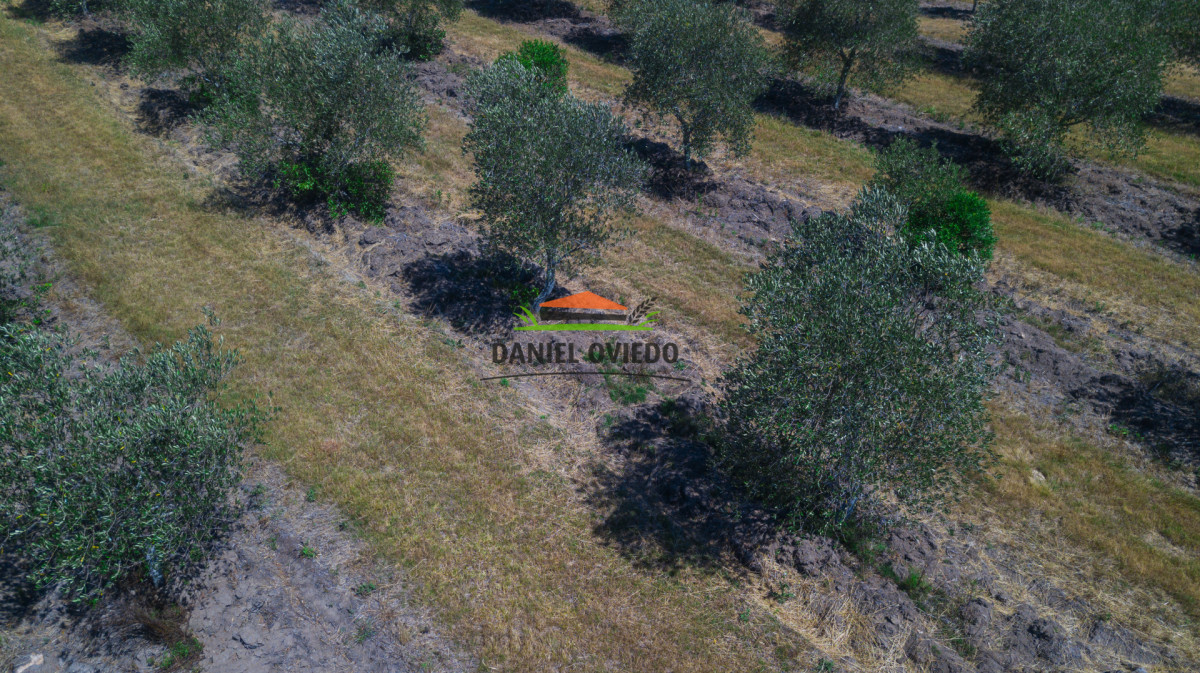 Campo Ref.327/Campo-con-Olivos-de-320-has-en-venta-en-Maldonado. - Campo con Olivos de 320 has en venta en Maldonado.