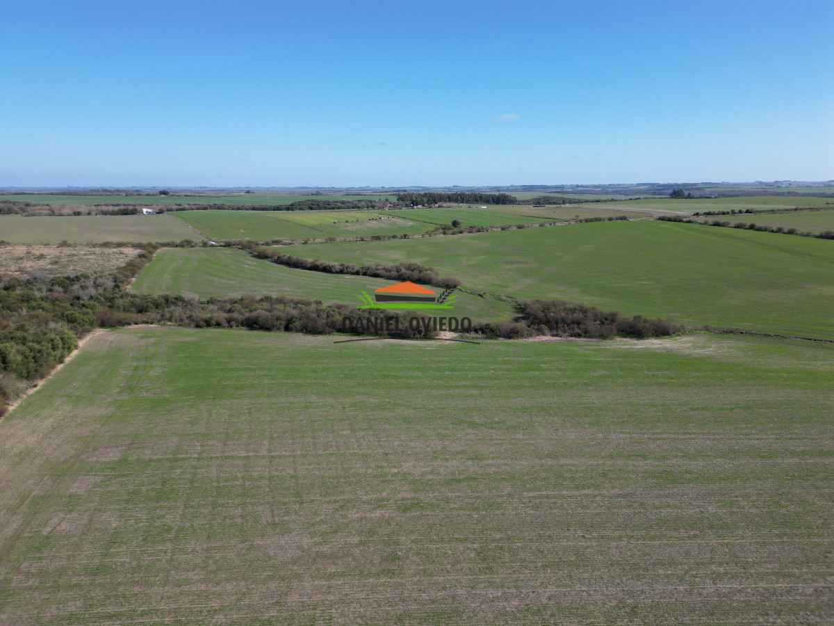 Campo Ref.244/Excelente-campo-agrícola-en-venta-en-Víboras,-Carmelo. - Excelente campo agrícola en venta en Víboras, Carmelo.