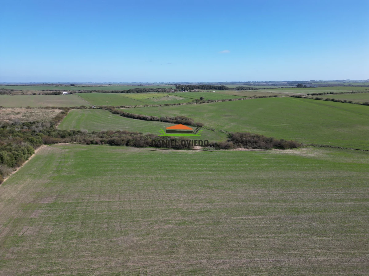 Campo Ref.244/Excelente-campo-agr - Excelente campo agrícola en venta en Víboras, Carmelo.