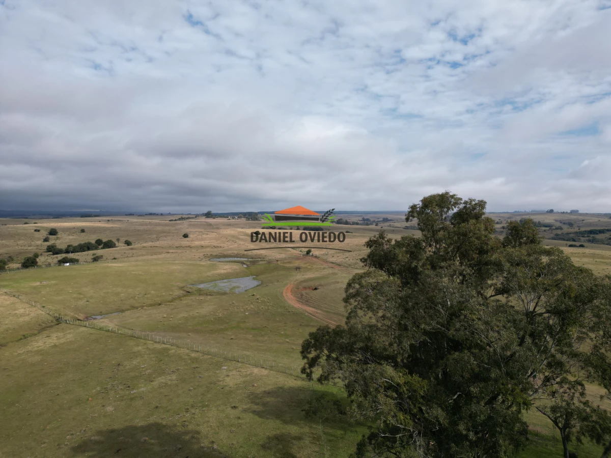 Campo Ref.245/1.350-has-ganaderas-en-arrendamiento-Noreste-de-Cerro-Largo. - 1.350 has ganaderas en arrendamiento Noreste de Cerro Largo.
