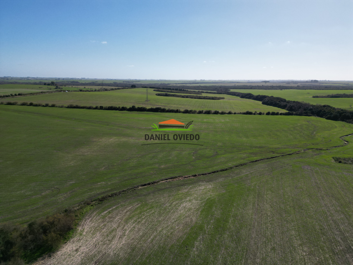 Campo Ref.244/Excelente-campo-agrícola-en-venta-en-Víboras,-Carmelo. - Excelente campo agrícola en venta en Víboras, Carmelo.