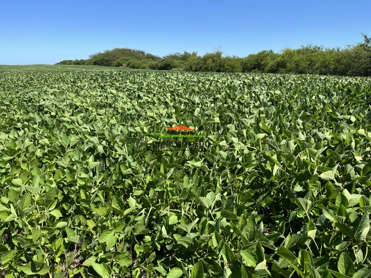 Campo Ref.17 - Campo agrícola - ganadero de 143 hás en venta, Conchillas.