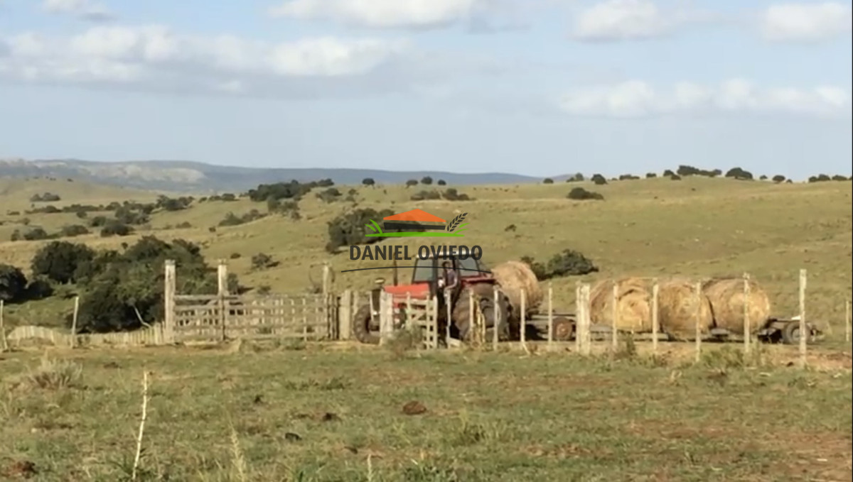 Campo Ref.354/Establecimiento-completo-campo-criador,-ganadero-en-venta-de-302-has. - Establecimiento completo campo criador, ganadero en venta de 302 has.