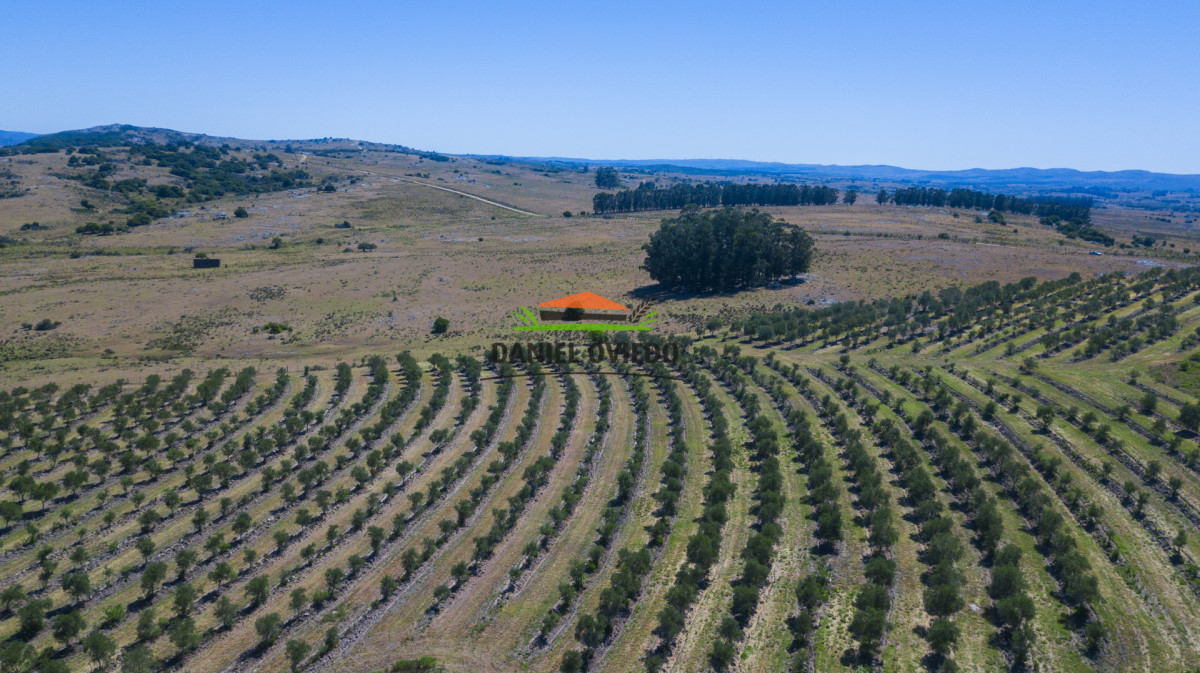Campo Ref.369/Campo-con-Olivos-de-153-has-en-venta-en-Maldonado. - Campo con Olivos de 153 has en venta en Maldonado.