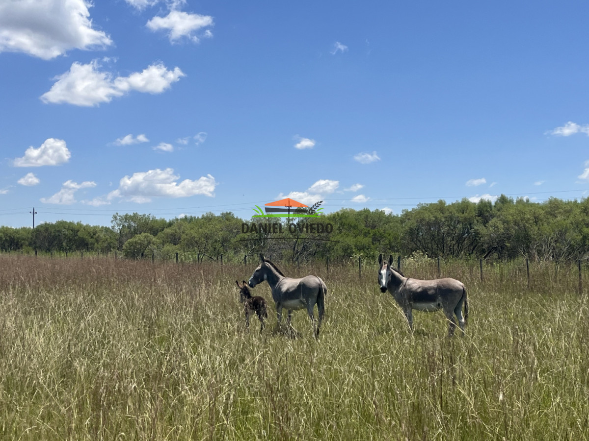 Campo Ref.357/Muy-buen-establecimiento-completo-en-venta-en-ruta-26-proximo-a-Melo. - Muy buen establecimiento completo en venta en ruta 26 proximo a Melo.