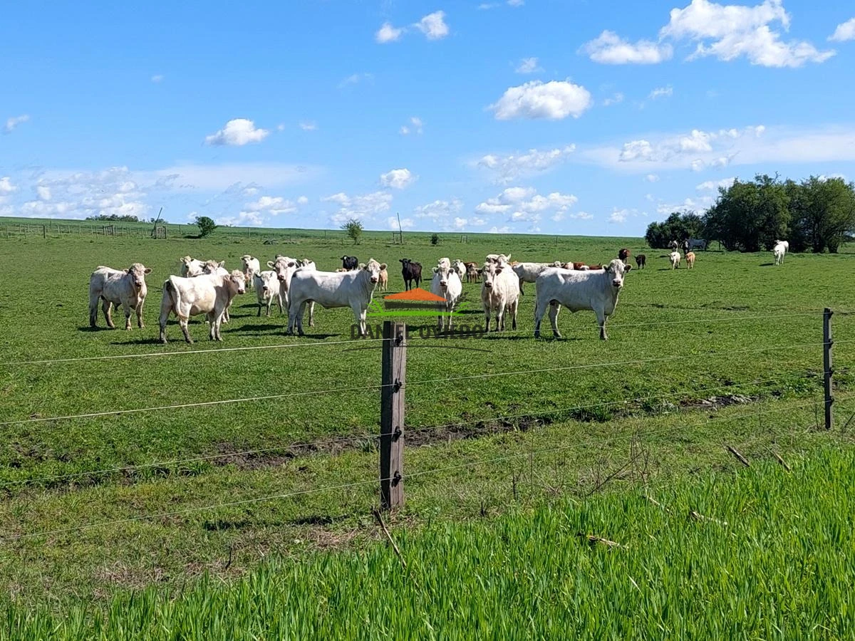 Campo Ref.336/Campo-agr - Campo agrícola de 18,9 hás con renta anual - Nueva Helvecia