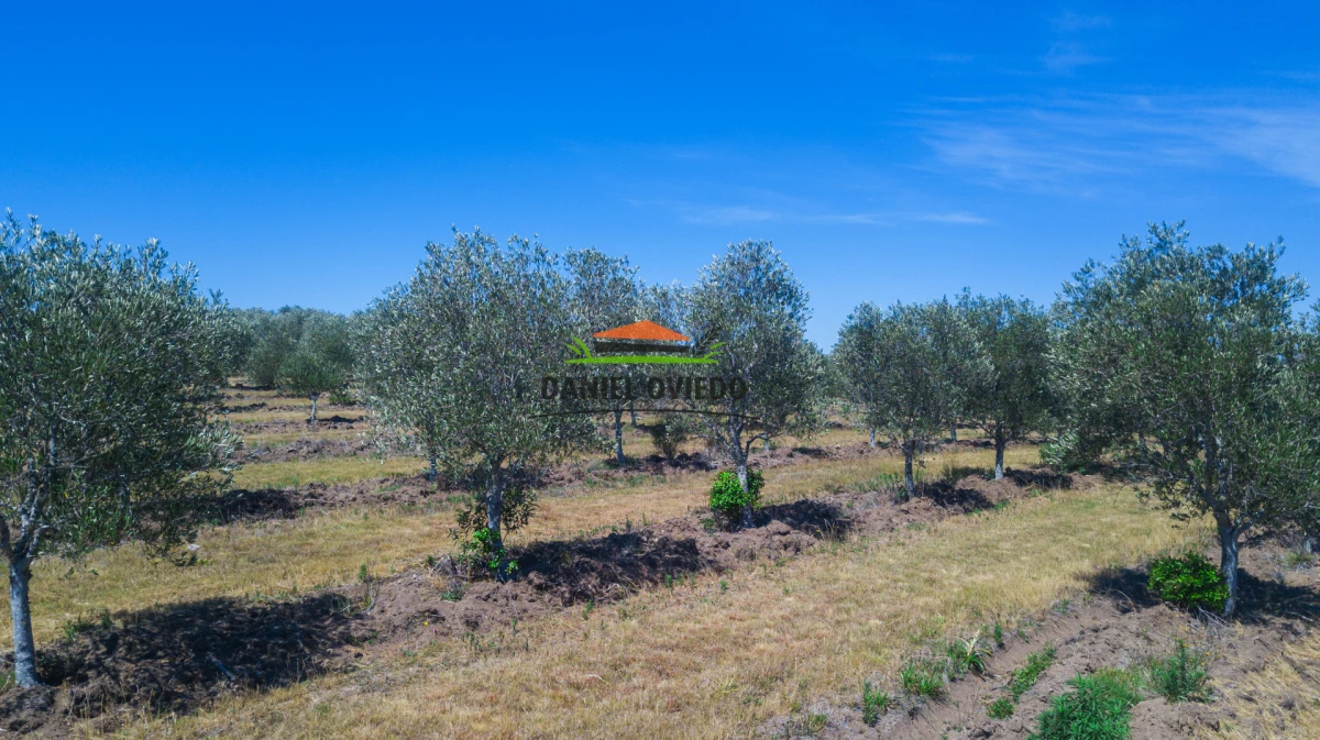 Campo Ref.330/Campo-con-Olivos-de-166-has-en-venta-en-Maldonado. - Campo con Olivos de 166 has en venta en Maldonado.