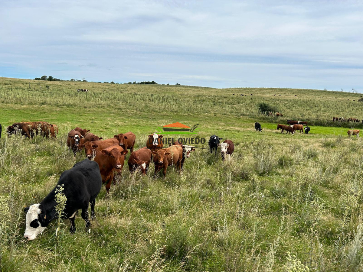 Campo Ref.210 - Estancia ganadera completa en venta de 3.000 has en Cerro Largo.