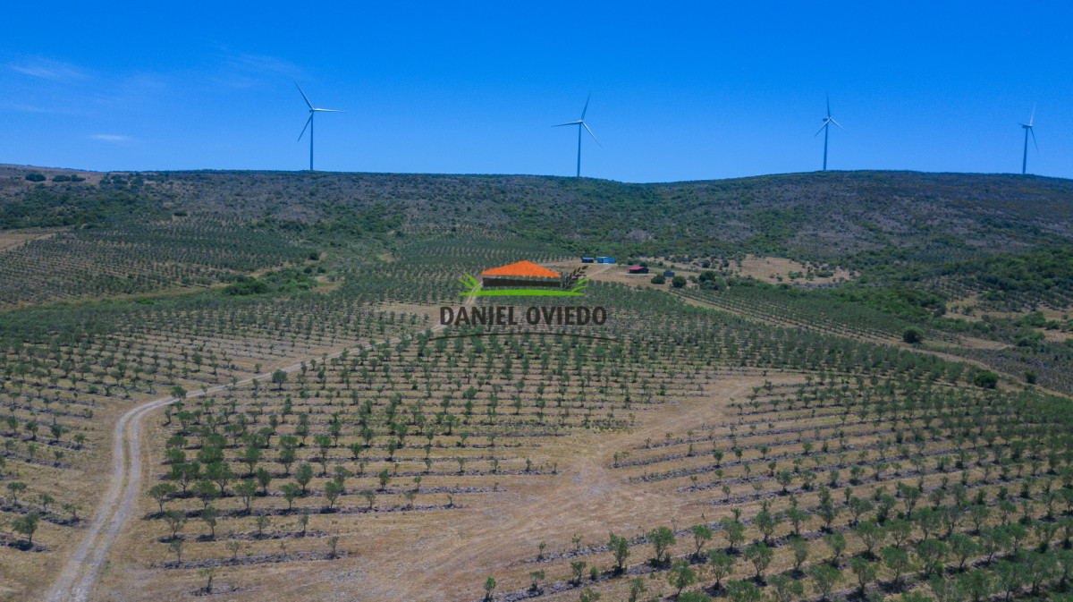 Campo Ref.369/Campo-con-Olivos-de-153-has-en-venta-en-Maldonado. - Campo con Olivos de 153 has en venta en Maldonado.