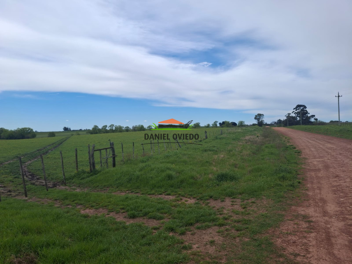 Campo Ref.273/Muy-buen-campo-en-venta-en-Las-Flores-con-renta-asegurada. - Muy buen campo en venta en Las Flores con renta asegurada.