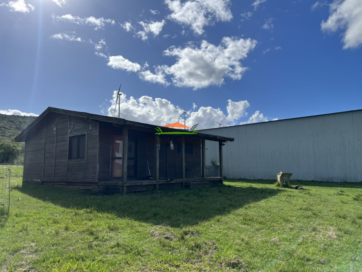 Campo Ref.369/Campo-con-Olivos-de-153-has-en-venta-en-Maldonado. - Campo con Olivos de 153 has en venta en Maldonado.