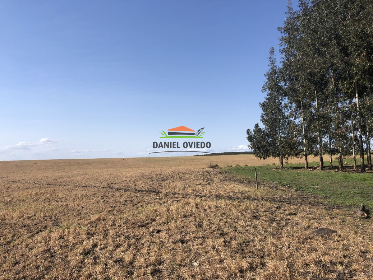 Campo Ref.13 - Campo de 270 hás en venta con alto potencial agrícola, Río Negro.
