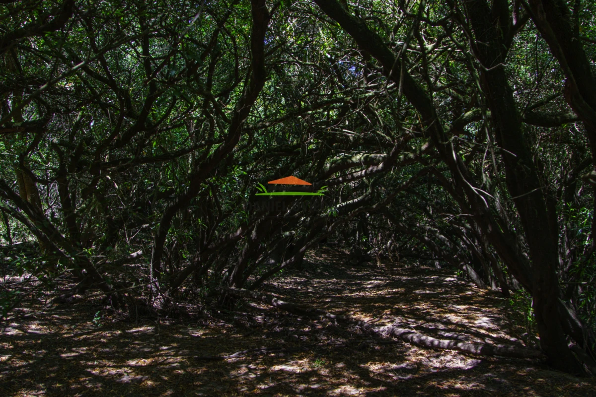 Campo Ref.330/Campo-con-Olivos-de-166-has-en-venta-en-Maldonado. - Campo con Olivos de 166 has en venta en Maldonado.