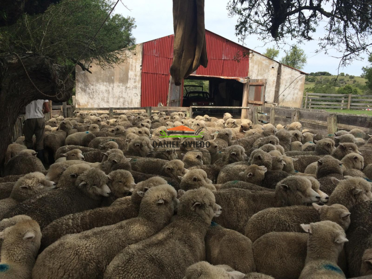 Campo Ref.354/Establecimiento-completo-campo-criador,-ganadero-en-venta-de-302-has. - Establecimiento completo campo criador, ganadero en venta de 302 has.