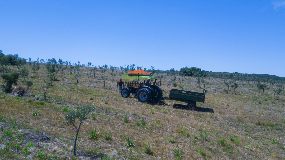 Campo Ref.327/Campo-con-Olivos-de-320-has-en-venta-en-Maldonado. - Campo con Olivos de 320 has en venta en Maldonado.
