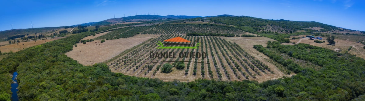 Campo Ref.330/Campo-con-Olivos-de-166-has-en-venta-en-Maldonado. - Campo con Olivos de 166 has en venta en Maldonado.