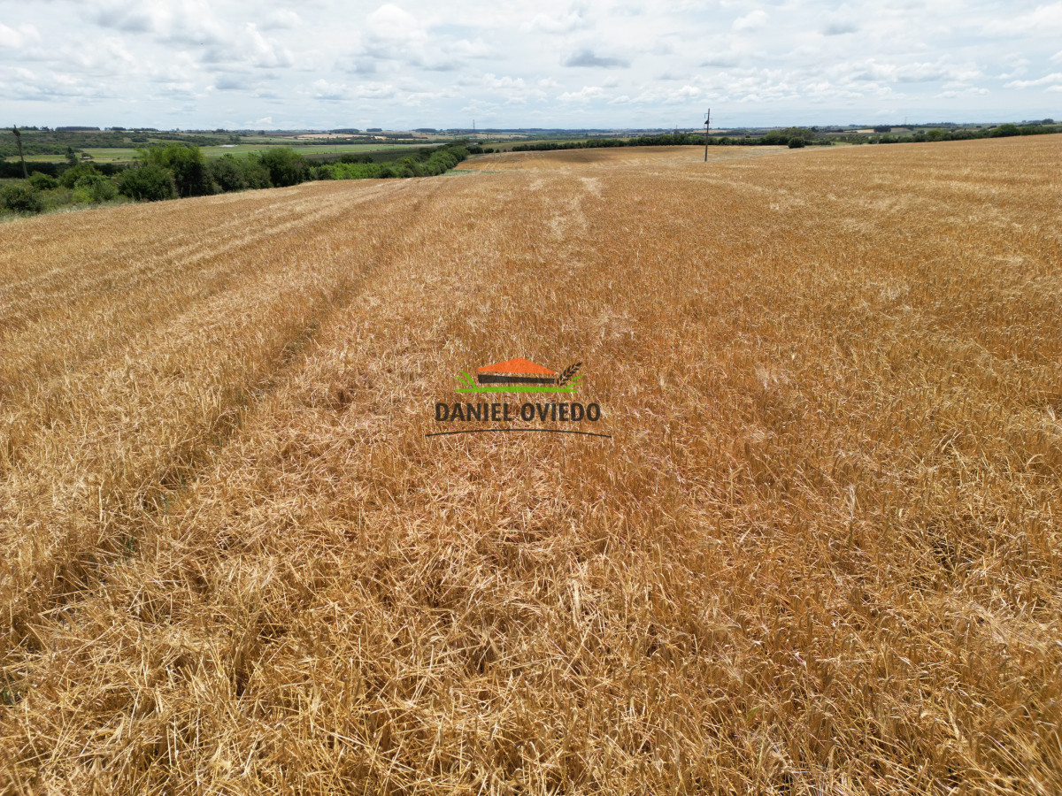 Campo Ref.144 - Campo agrícola - ganadero de 36 hás en venta, Ecilda Paullier