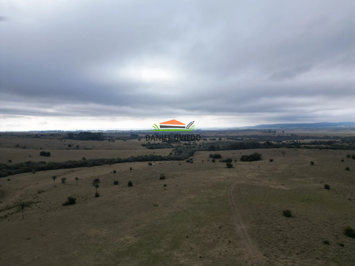 Campo Ref.245/1.350-has-ganaderas-en-arrendamiento-Noreste-de-Cerro-Largo. - 1.350 has ganaderas en arrendamiento Noreste de Cerro Largo.