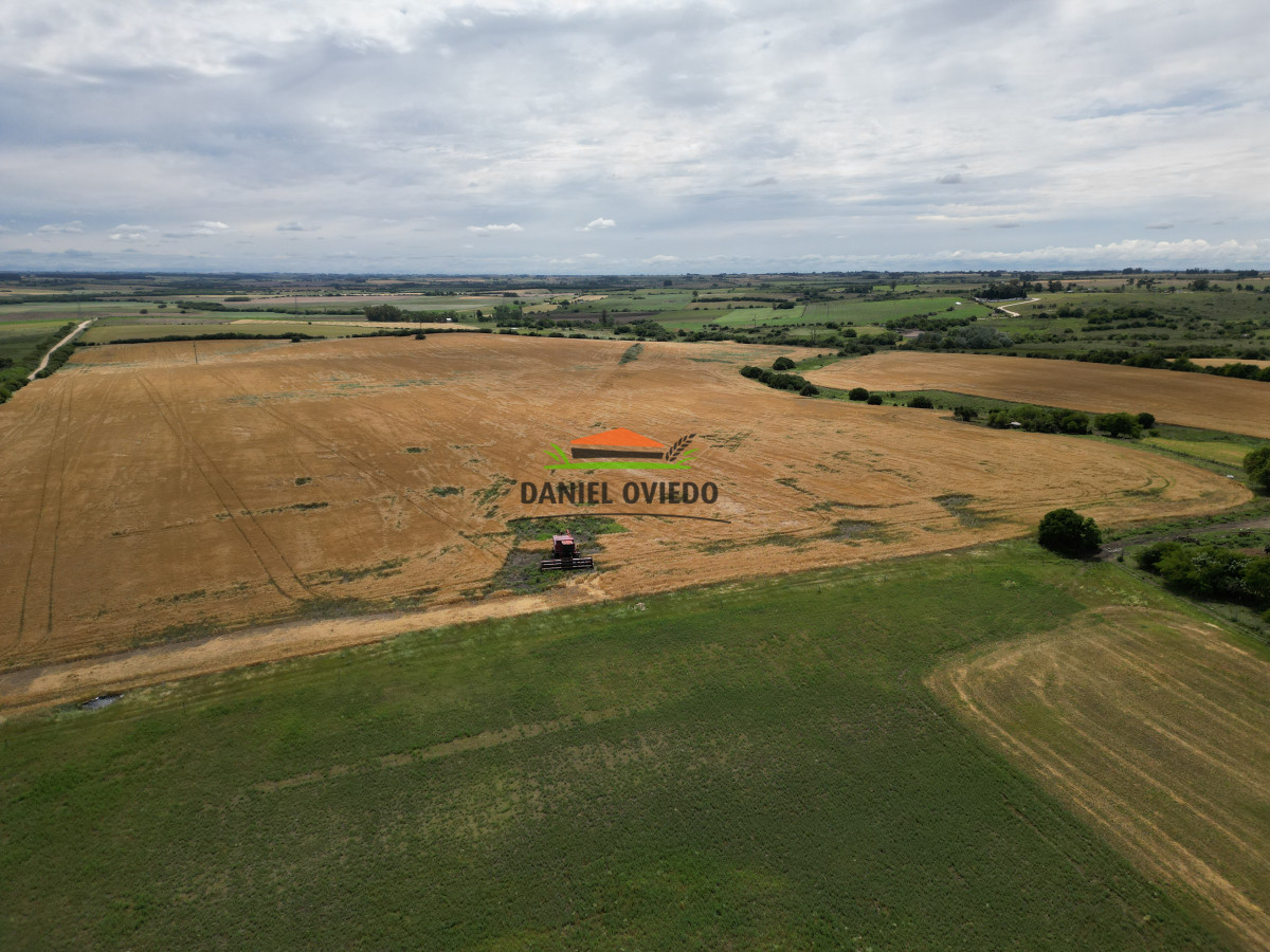 Campo Ref.144 - Campo agrícola - ganadero de 36 hás en venta, Ecilda Paullier