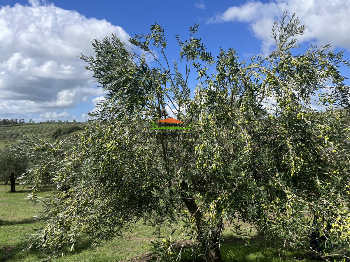 Campo Ref.369/Campo-con-Olivos-de-153-has-en-venta-en-Maldonado. - Campo con Olivos de 153 has en venta en Maldonado.