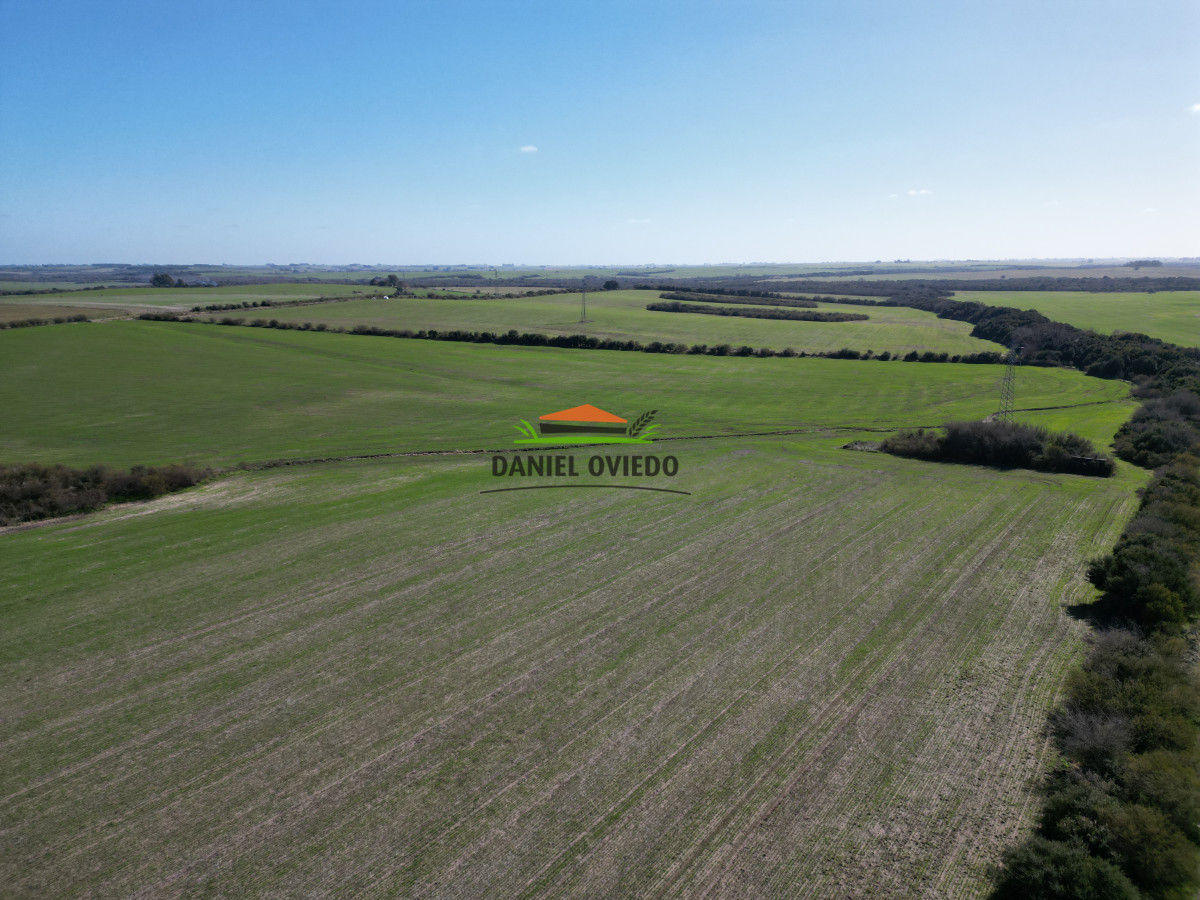 Campo Ref.244/Excelente-campo-agrícola-en-venta-en-Víboras,-Carmelo. - Excelente campo agrícola en venta en Víboras, Carmelo.