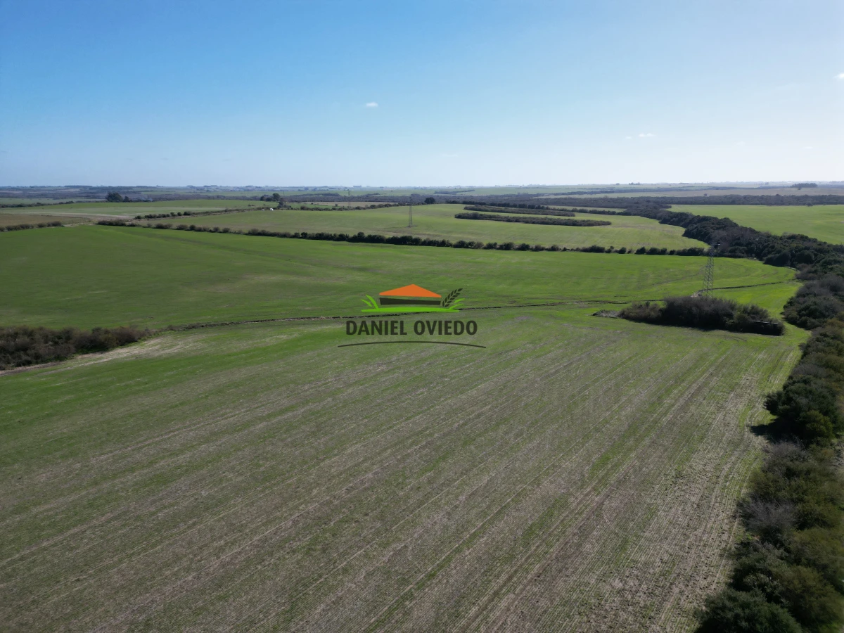 Campo Ref.244/Excelente-campo-agr - Excelente campo agrícola en venta en Víboras, Carmelo.