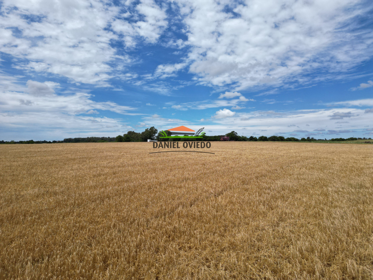 Campo Ref.144 - Campo agrícola - ganadero de 36 hás en venta, Ecilda Paullier