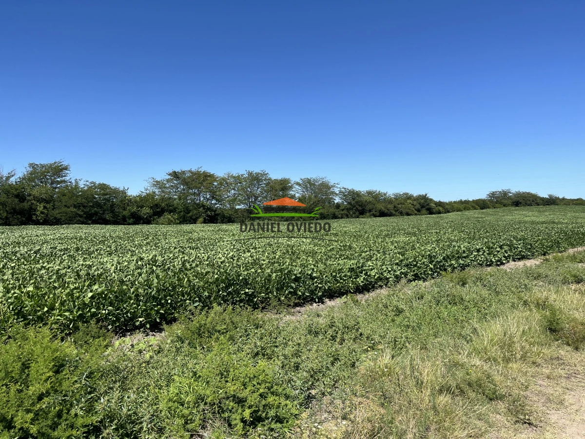 Campo Ref.17 - Campo agrícola - ganadero de 143 hás en venta, Conchillas.