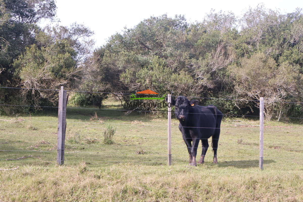 Campo Ref.211 - Estancia La Querida, Cerro Largo, 1.675 has en venta.