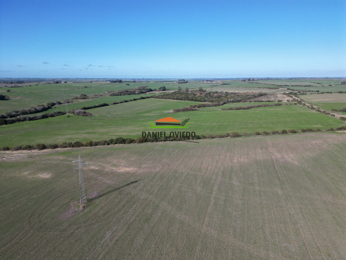Campo Ref.244/Excelente-campo-agrícola-en-venta-en-Víboras,-Carmelo. - Excelente campo agrícola en venta en Víboras, Carmelo.