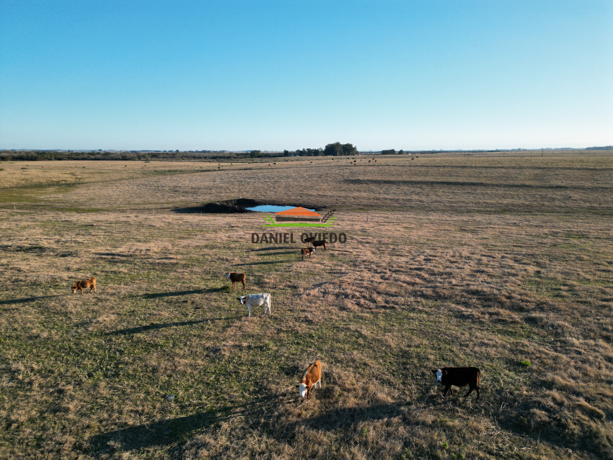 Campo Ref.223/Establecimiento-de-760-hás-en-venta-en-Cerro-Largo. - Establecimiento de 760 hás en venta en Cerro Largo.