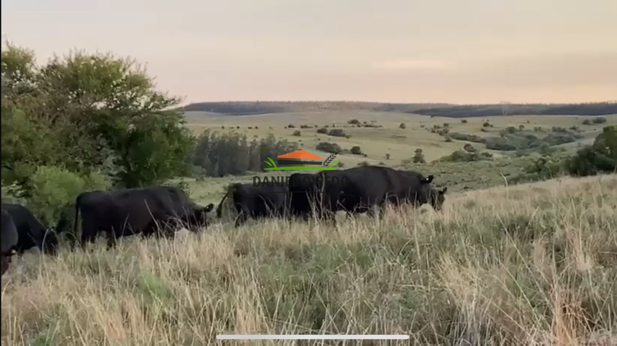 Campo Ref.354/Establecimiento-completo-campo-criador,-ganadero-en-venta-de-302-has. - Establecimiento completo campo criador, ganadero en venta de 302 has.