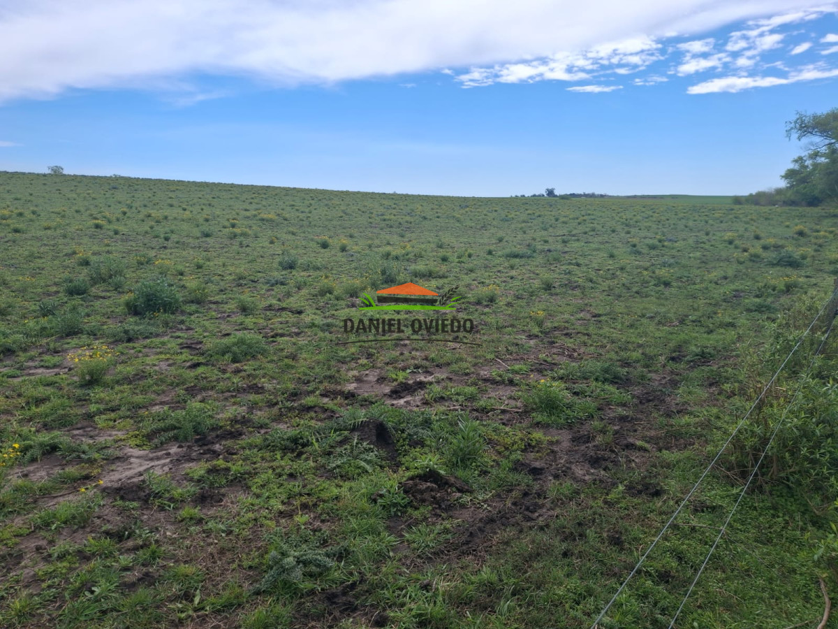 Campo Ref.273/Muy-buen-campo-en-venta-en-Las-Flores-con-renta-asegurada. - Muy buen campo en venta en Las Flores con renta asegurada.
