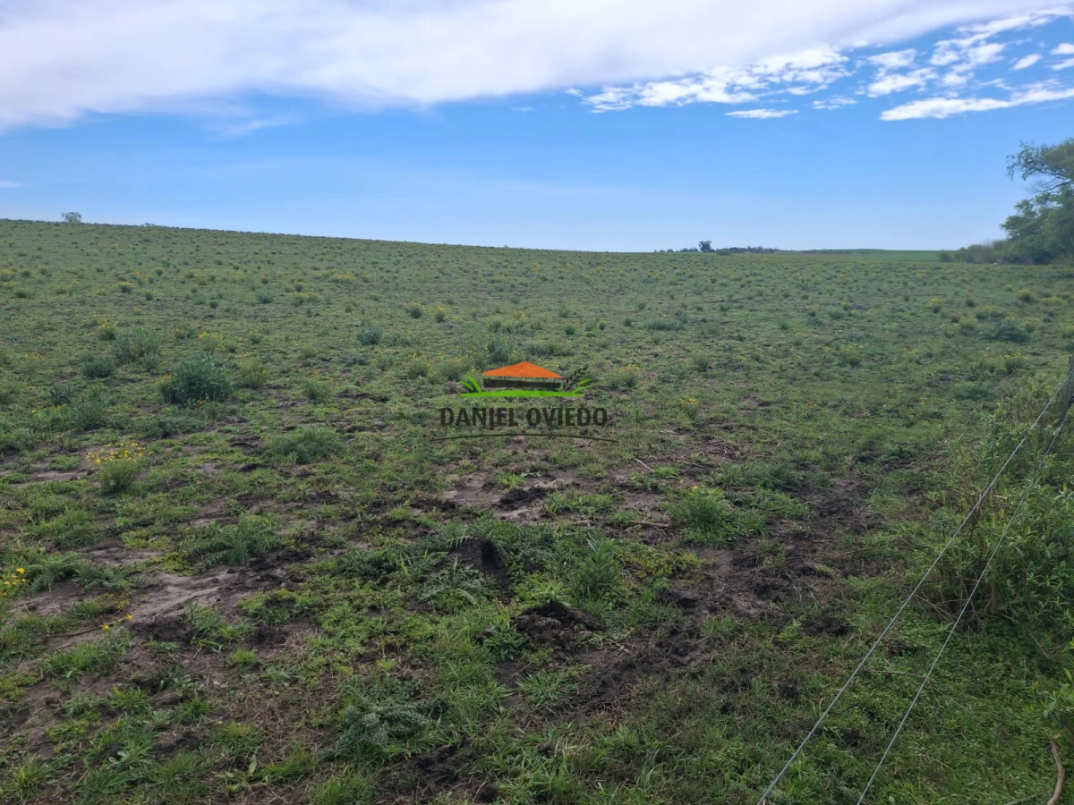 Campo Ref.273/Muy-buen-campo-en-venta-en-Las-Flores-con-renta-asegurada. - Muy buen campo en venta en Las Flores con renta asegurada.