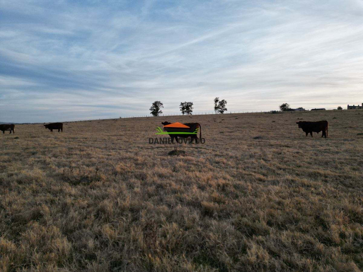 Campo Ref.223/Establecimiento-de-760-hás-en-venta-en-Cerro-Largo. - Establecimiento de 760 hás en venta en Cerro Largo.